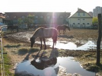 /album/fotogalerie-toulcuv-dvur-ekologicke-centrum-a-farma/toulcuv-dvur20-jpg/